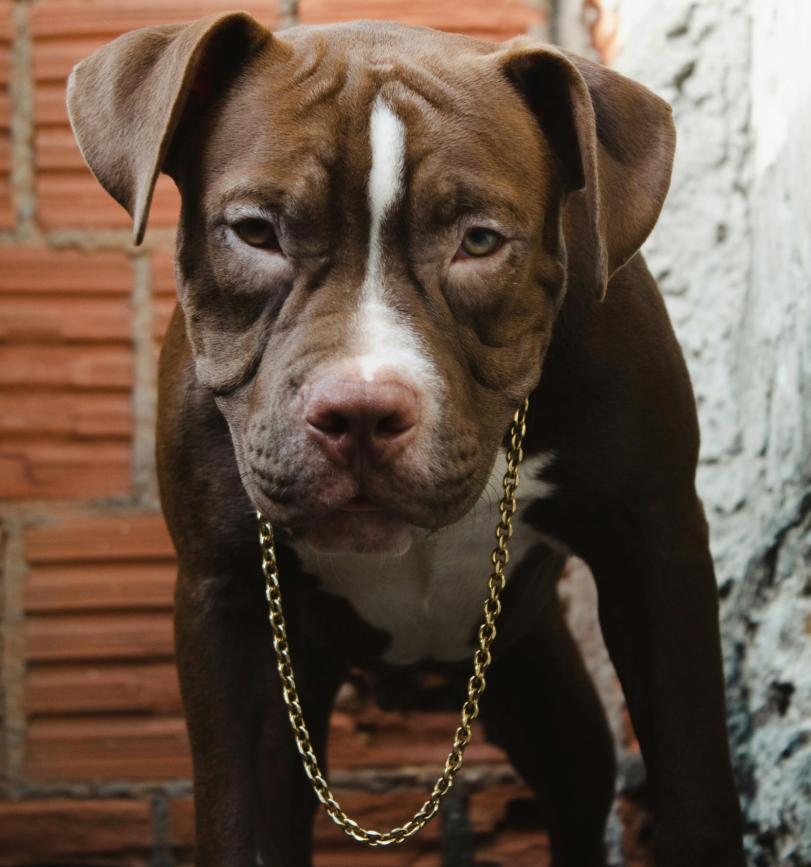 Pit Bull, com corrente no pescoço, é uma invenção humana