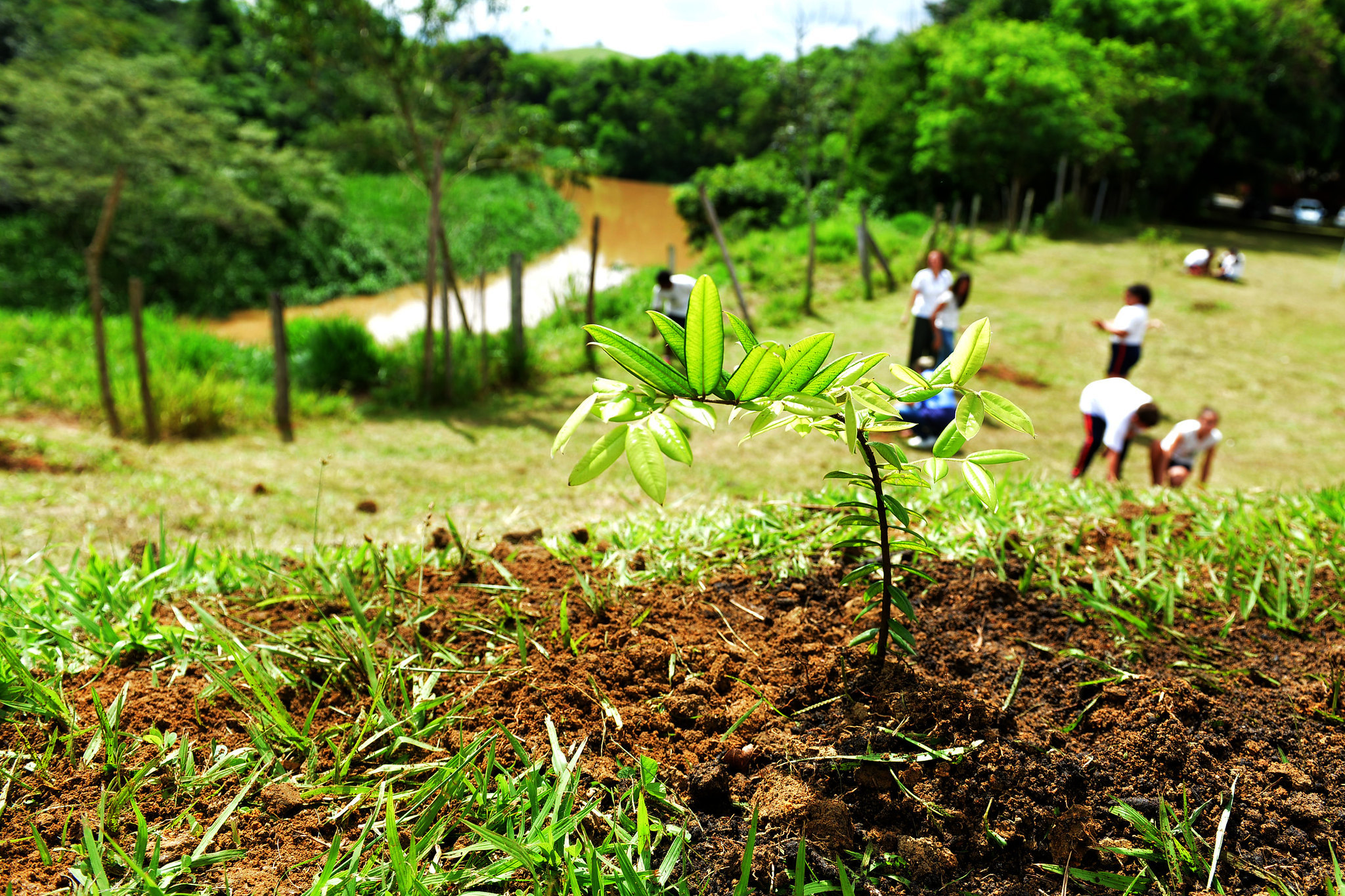 mudinha de planta nascendo sendo focada pela lênte da câmera; foto ilustra semana do meio ambiente em sjc