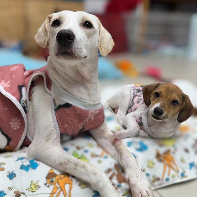 pets em abrigo no rio grande do sul