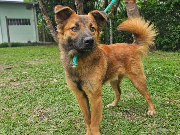 cachorro peludo caramelo para adoção no ccz