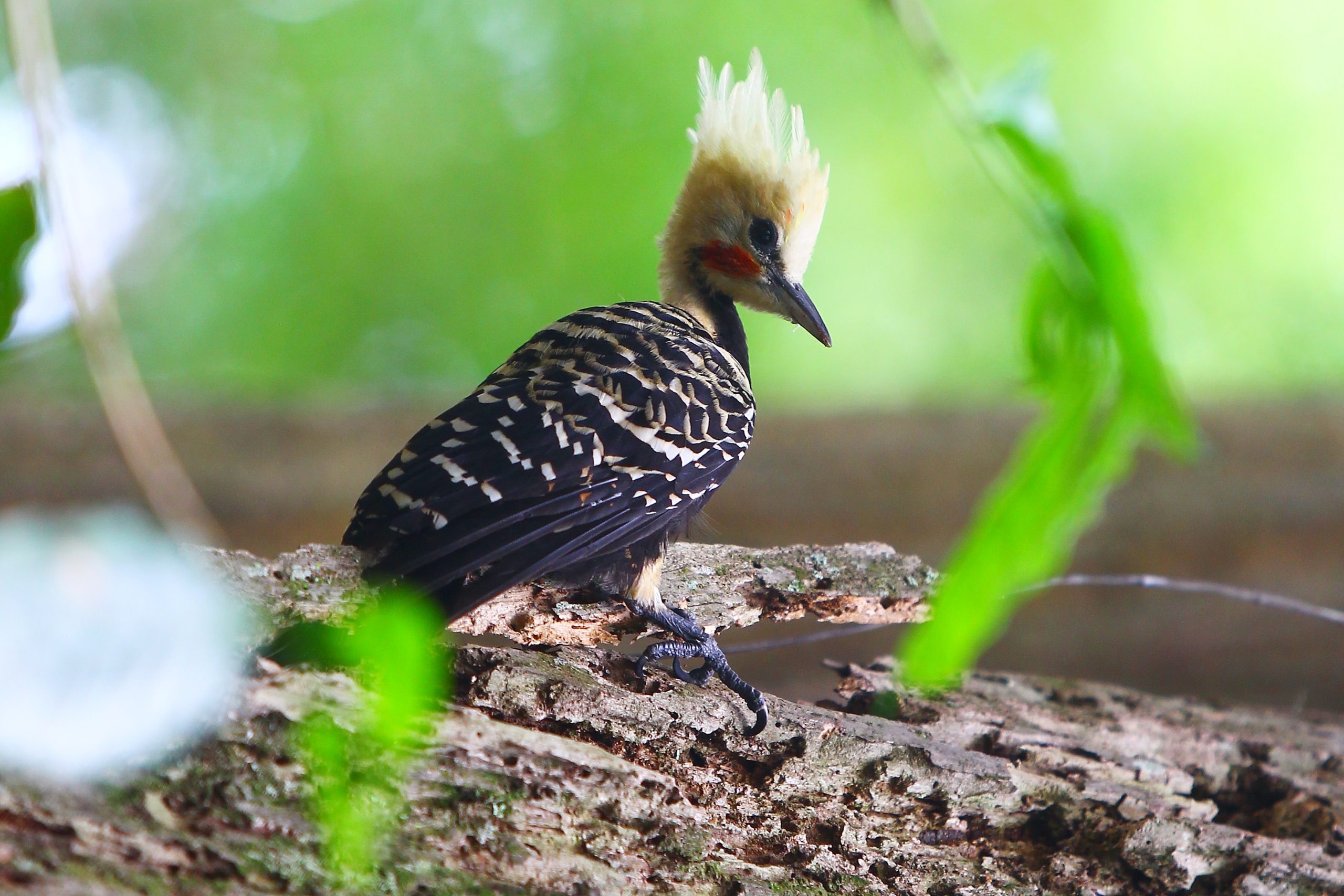 Pássaro em cima de galho de árvore; São Francisco Xavier terá festival de observação de aves