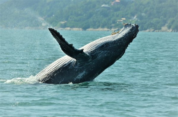 Baleia Jubarte no mar de Ilhabela; temporada de avistamento de baleias já começou