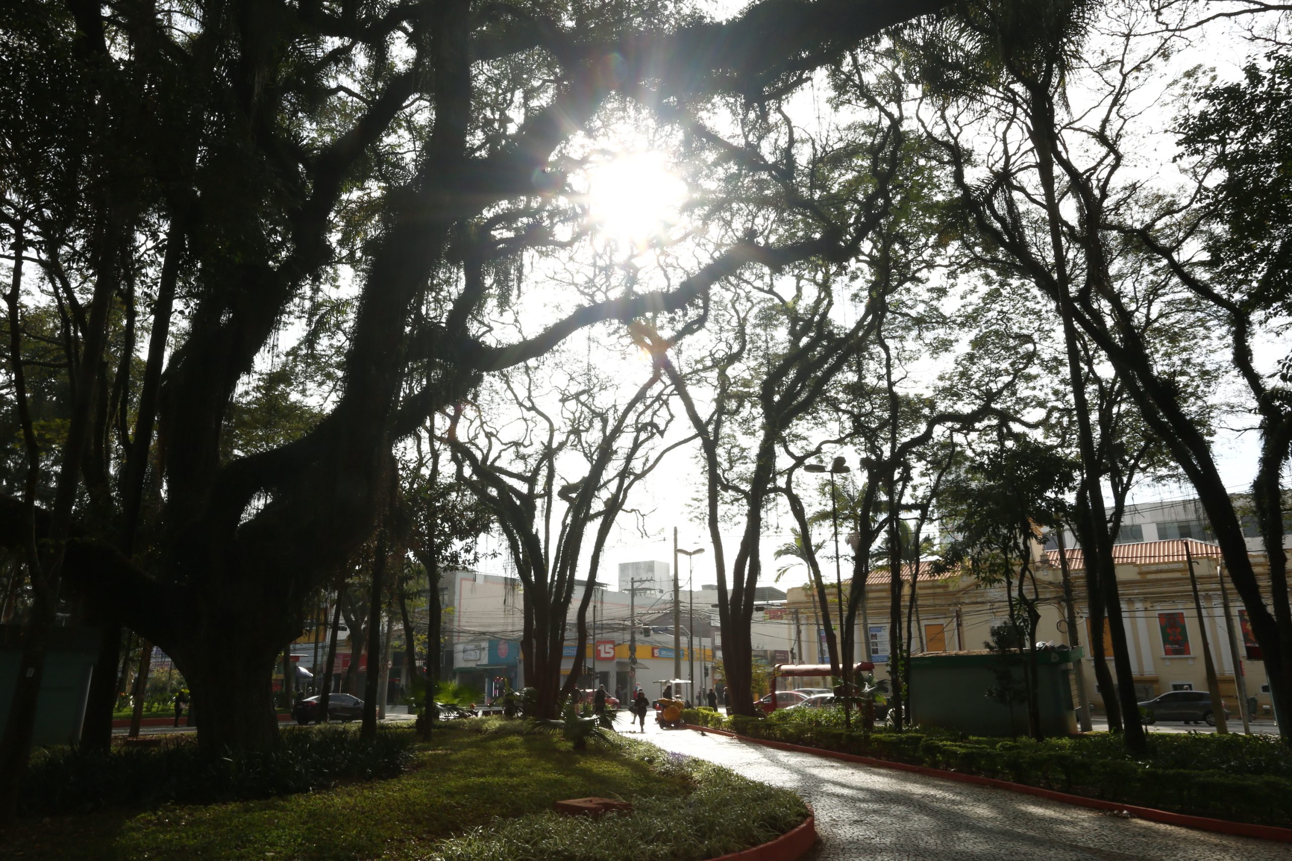 Árvores e neblina representam o clima do inverno na previsão do tempo no Vale