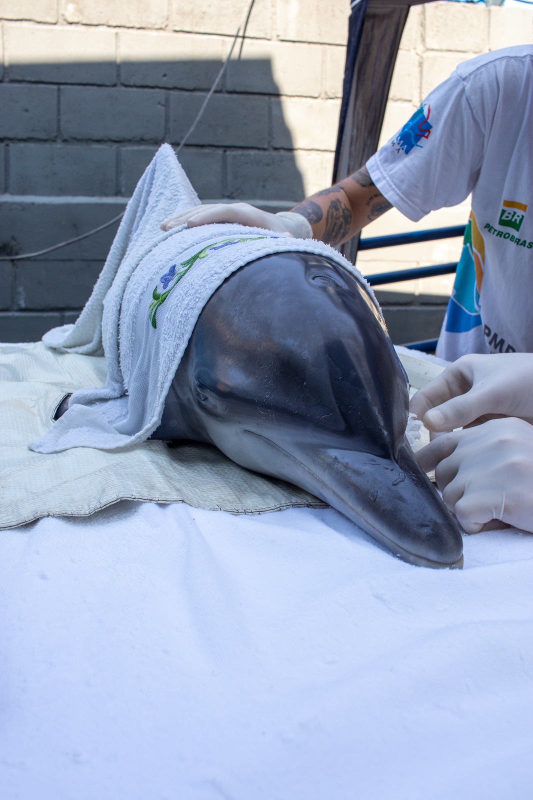 Golfinho resgatado na Praia de Itamambuca em Ubatuba