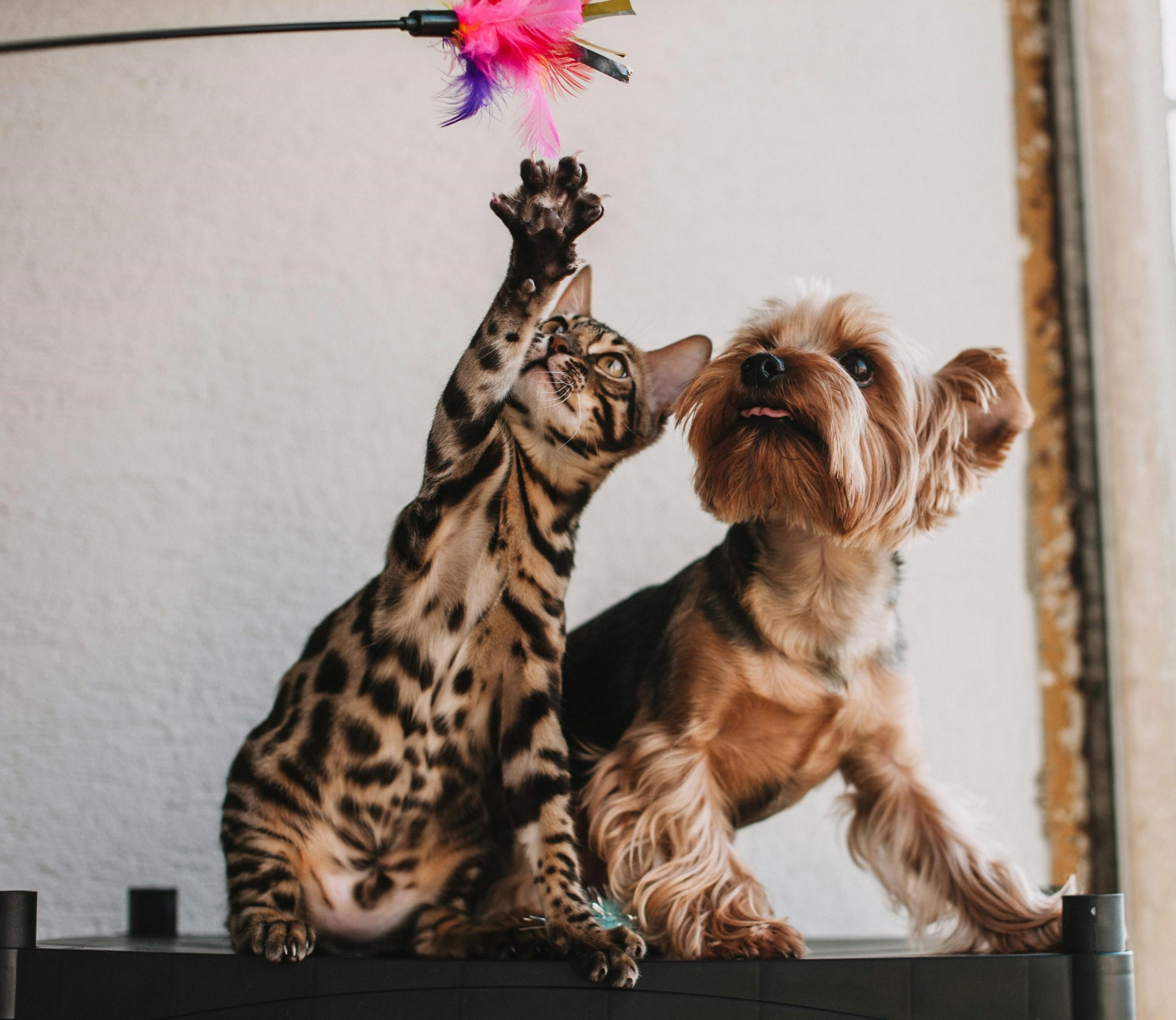 Gatinho e cachorrinho brincando juntos