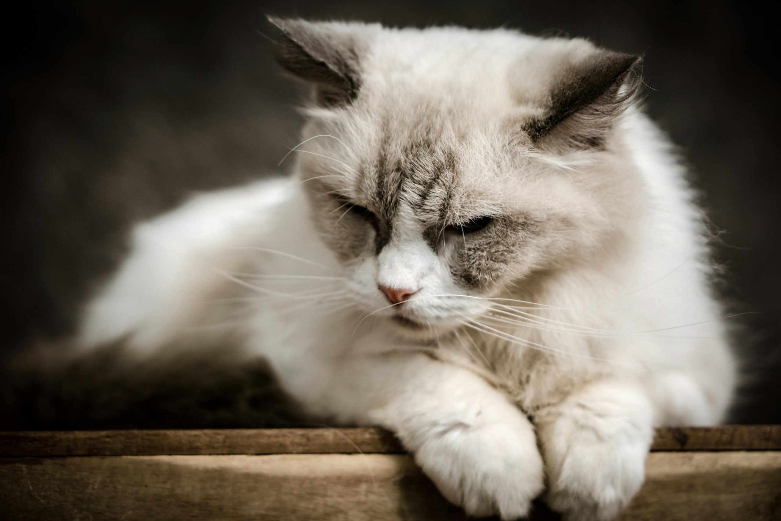 Gatinho com cabeça baixa, fazendo referência à importância de não medicar pets por conta própria, principalmente com anti-inflamatórios