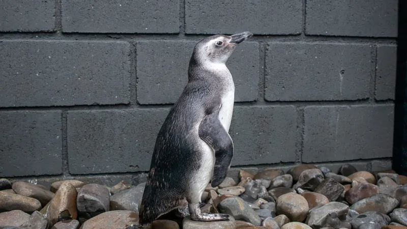 Pinguim-de-magalhães em Ubatuba