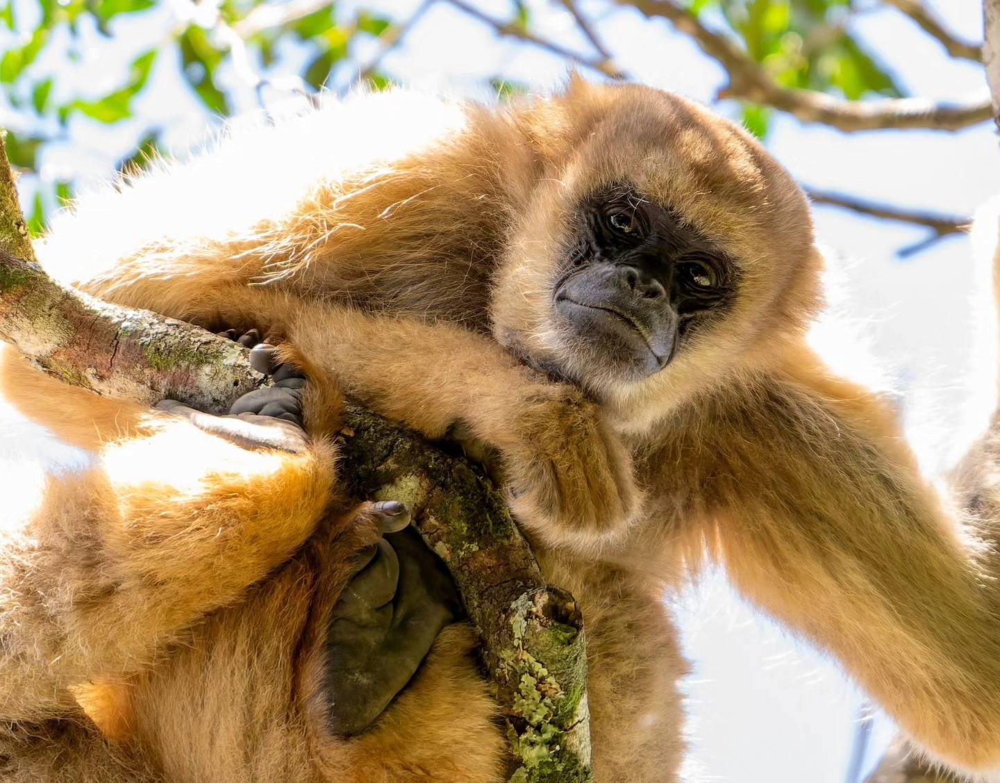 Muriqui-do-sul , um dos animais que pode ser visto no passeio turístico de Observação de Aves e Muriquis de São Francisco Xavier