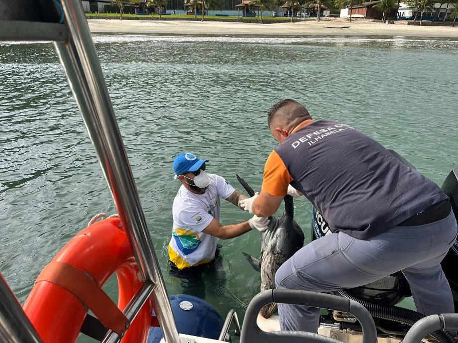 profissionais resgatando lobo-marinho em ilhabela
