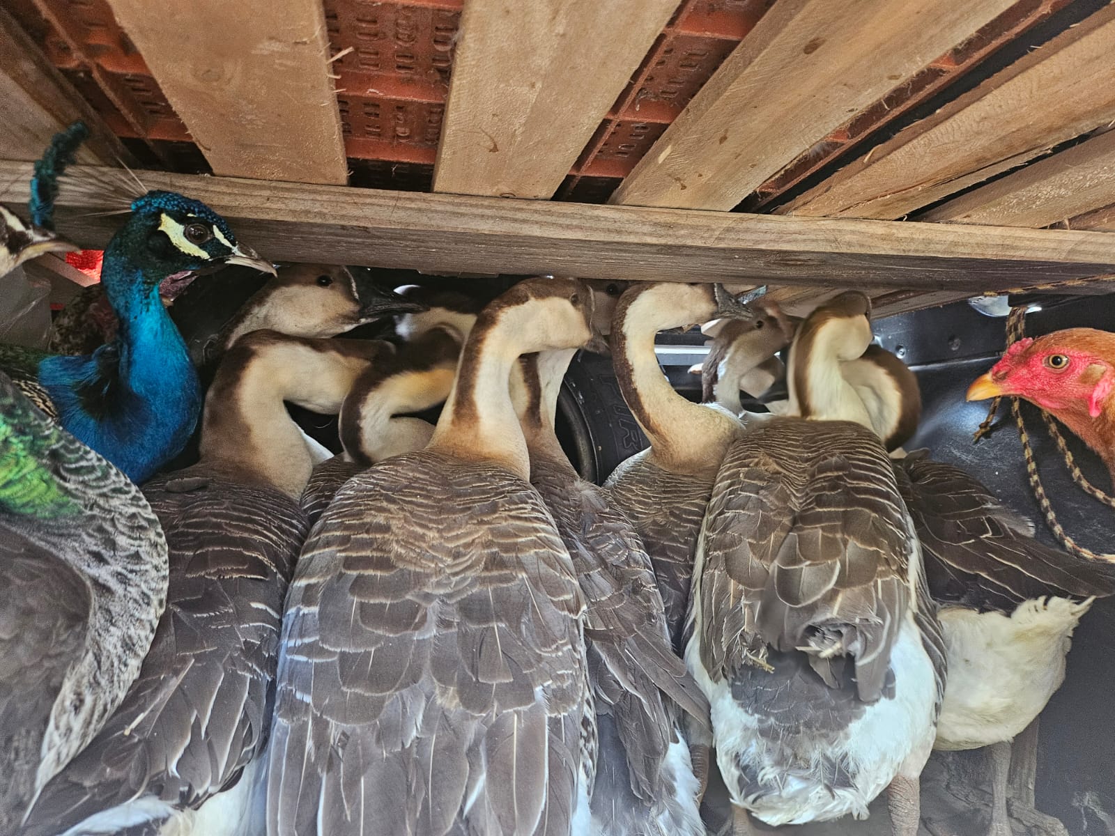 Gansos, pavões e galinhas em situação de maus tratos em Guaratinguetá; responsável foi multado em R$ 195 milo