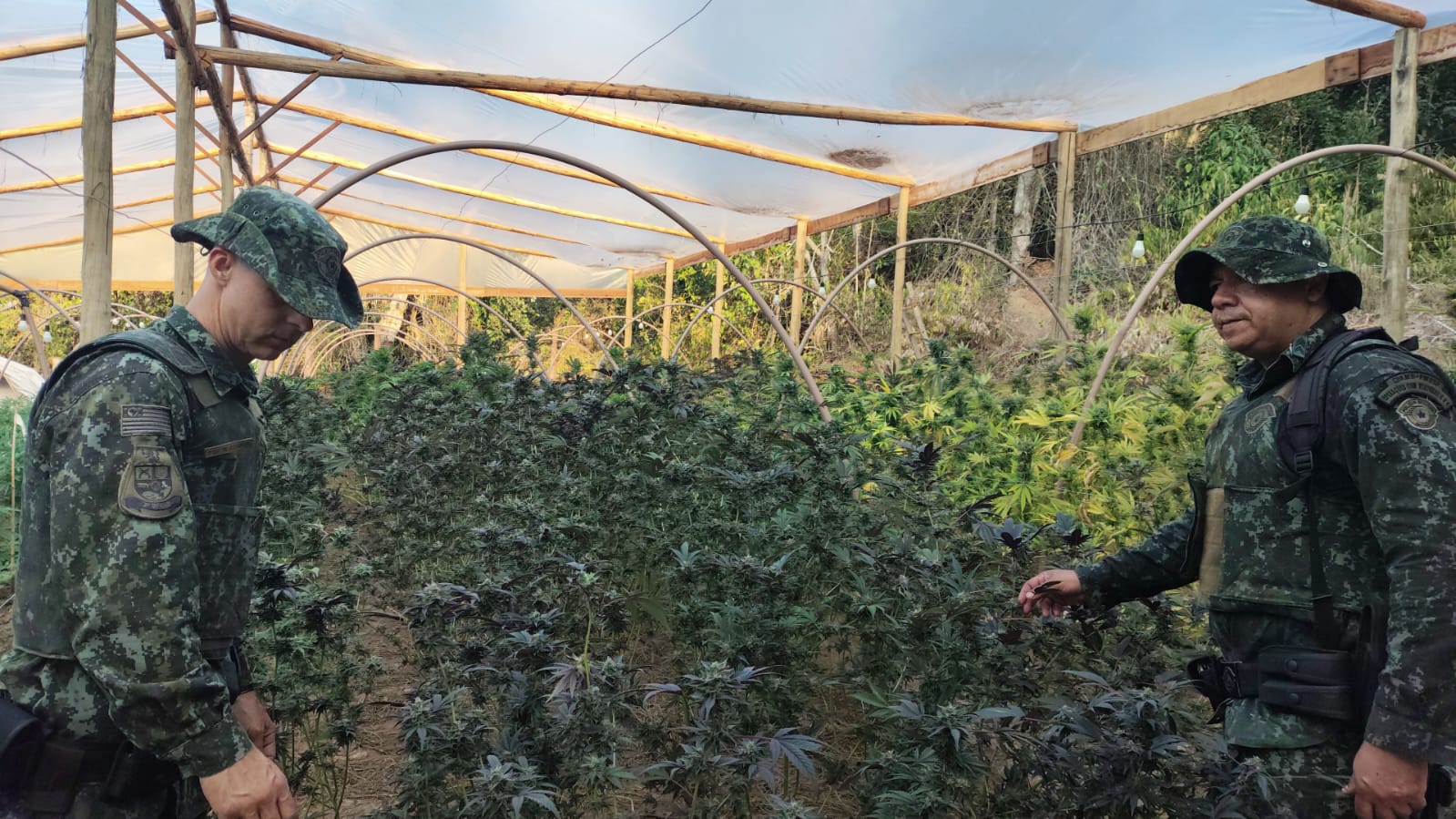pés de maconha apreendidos em Taubaté