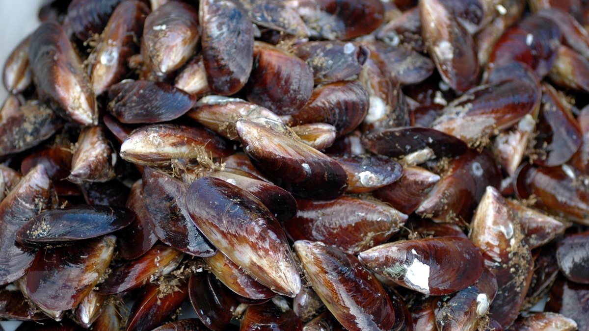 Moluscos bivalves foram liberados de forma parcial no Litoral Norte