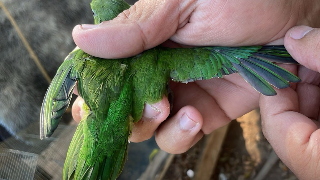 pequeno periquito tuim verde sendo segurado por agente da polícia ambiental
