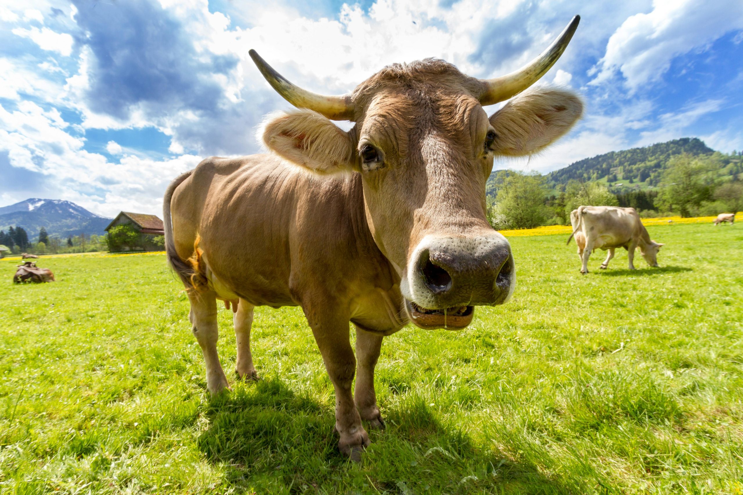 Vaca; animal quando contaminado por proteina infecciosa príon, pode transmitir doença da "vaca louca"; ´pinda esclarece rumores de caso na cidade