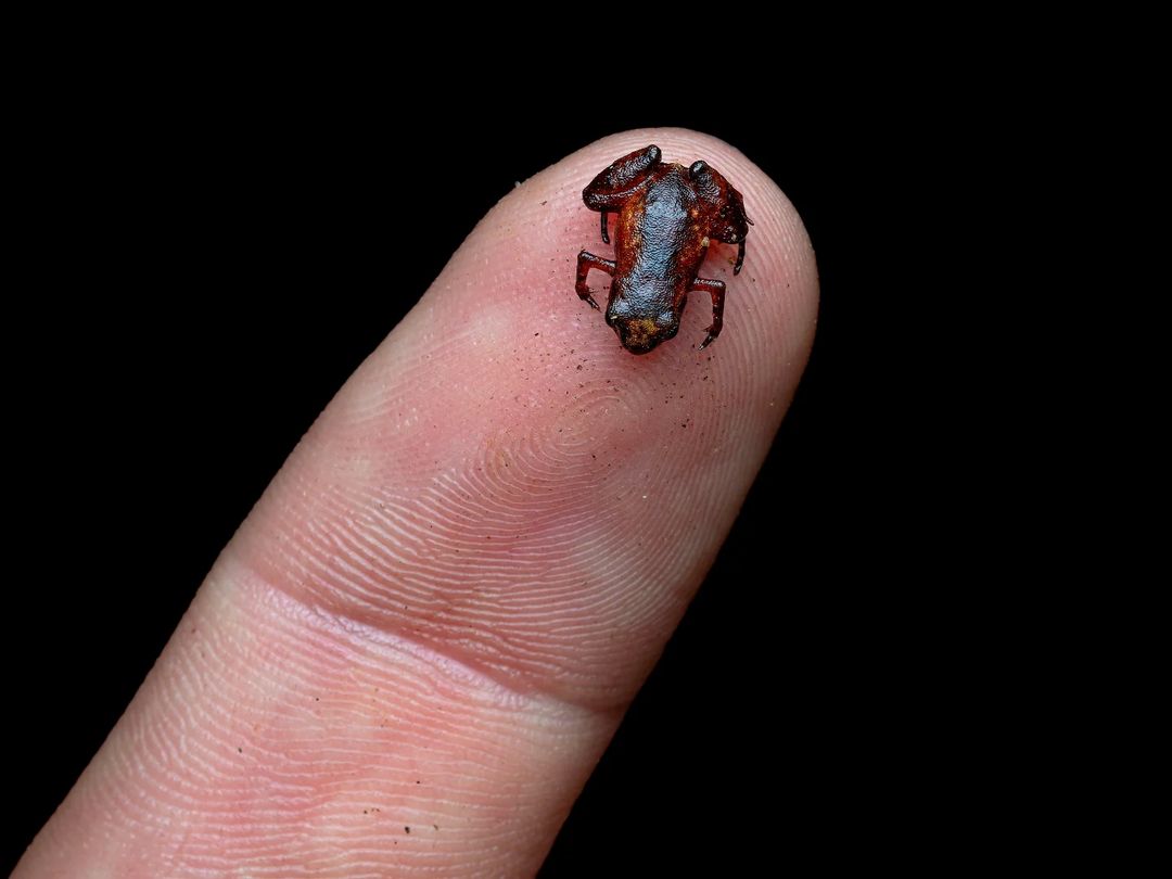 sapo-pulga minúsula em comparação a um dedo humano