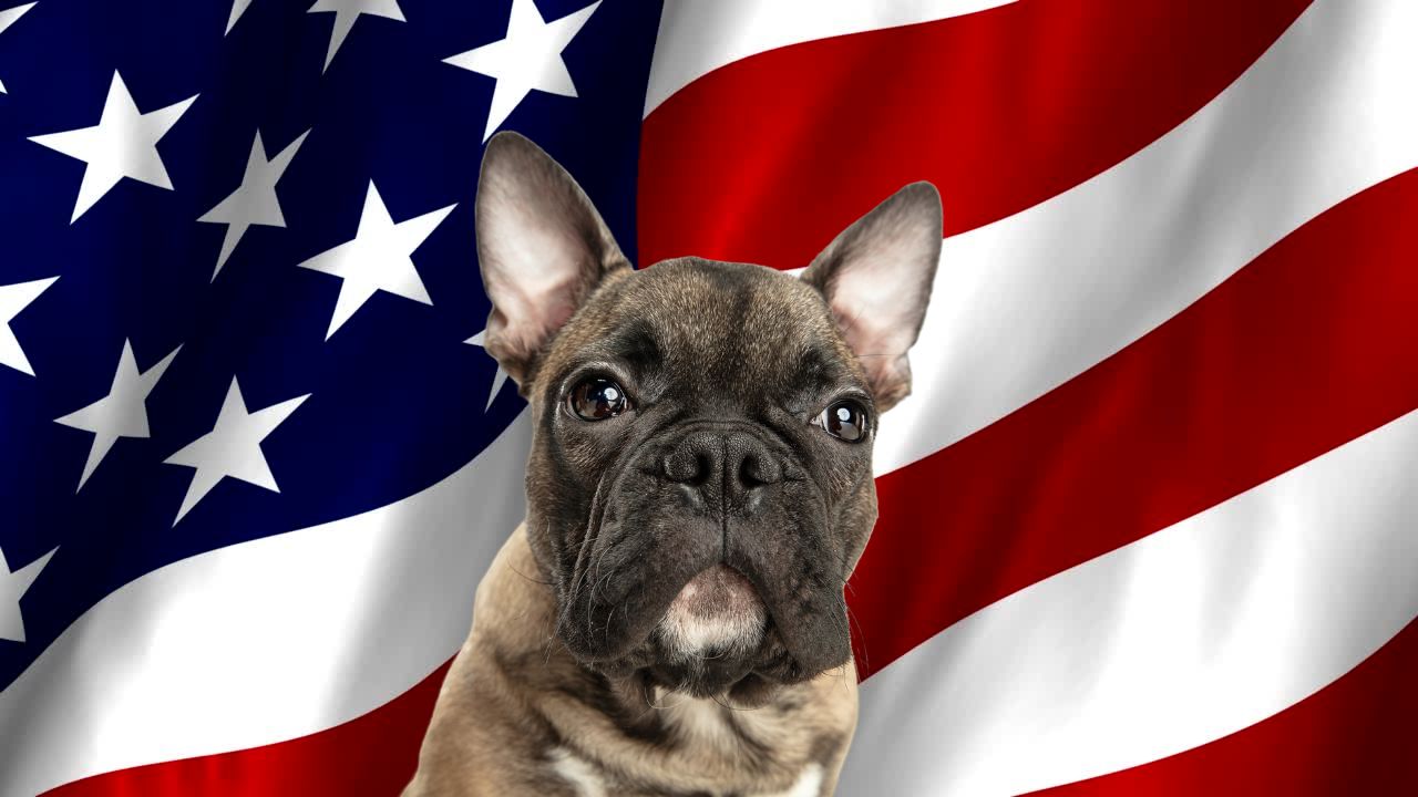 Buldogue francês