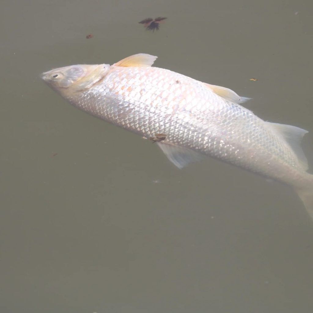 Peixe morto no Rio Paraíba do Sul em SJC; Sabesp foi multada pela Cetesb por poluição hídrica