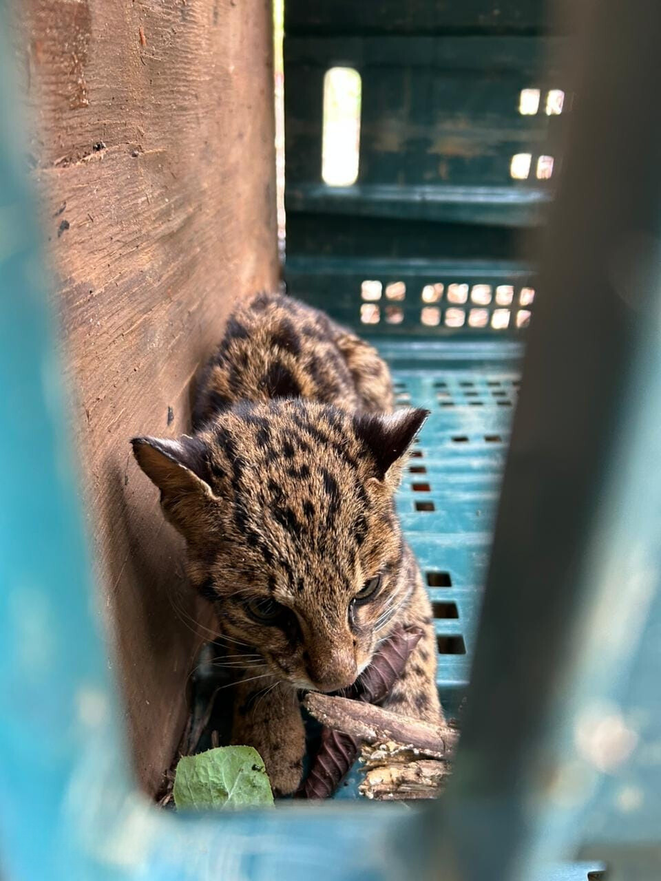 jaguatirica resgatada em são luiz do paraitinga