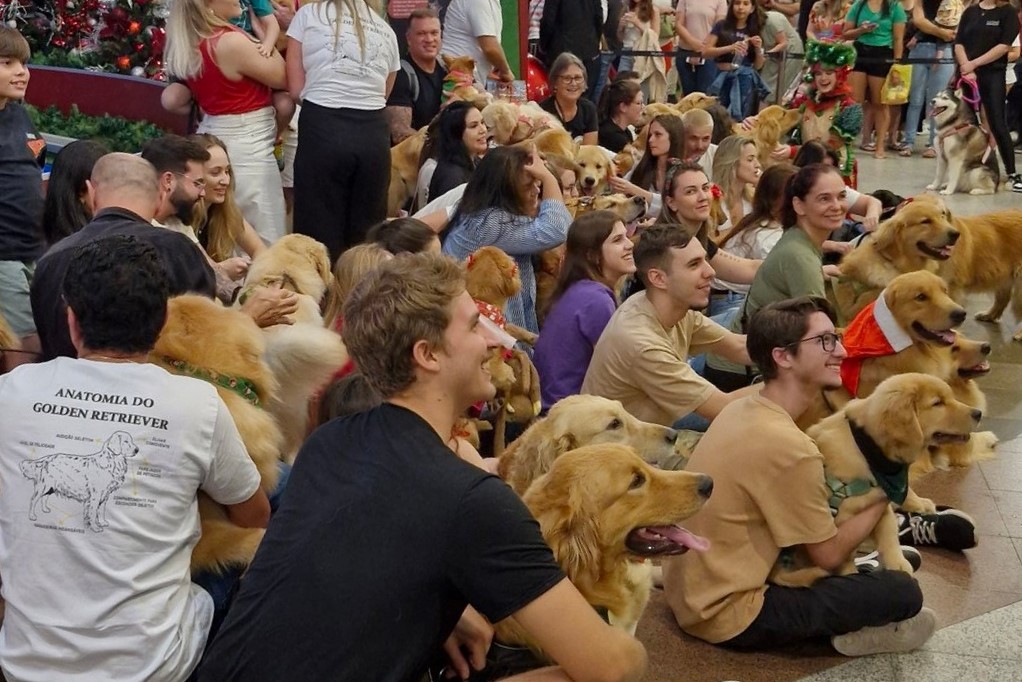 encontro de golden retrievers em shopping de joinville