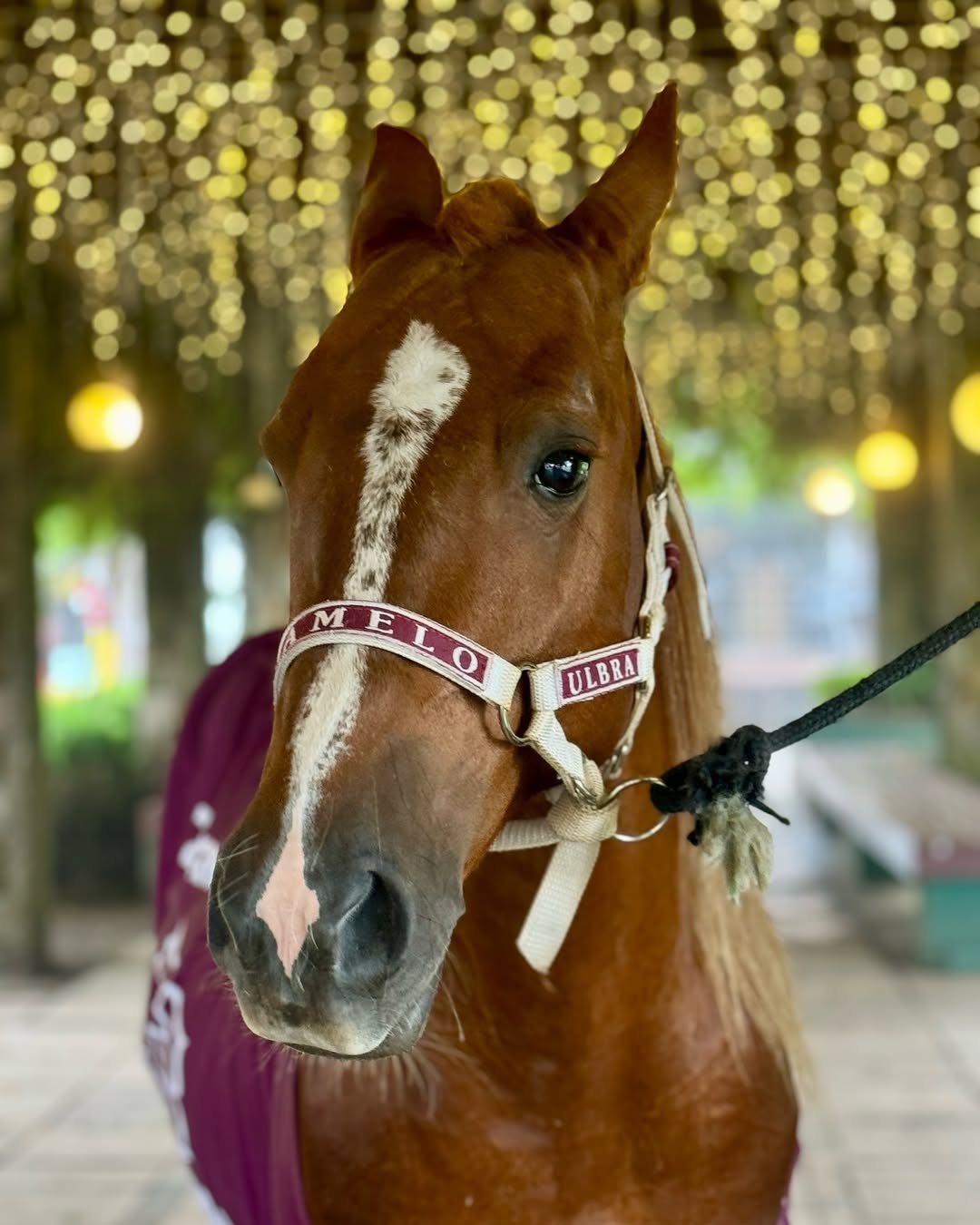 cavalo caramelo