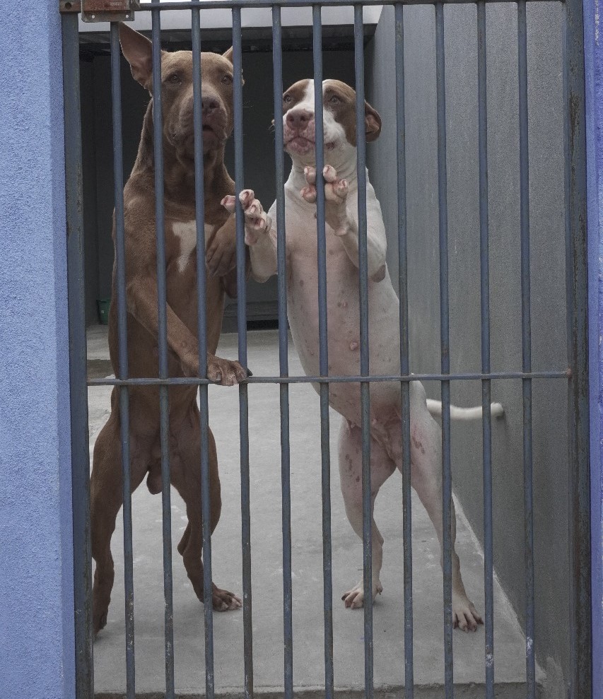 Cães que estarão na feira de adoção em Caraguatatuba