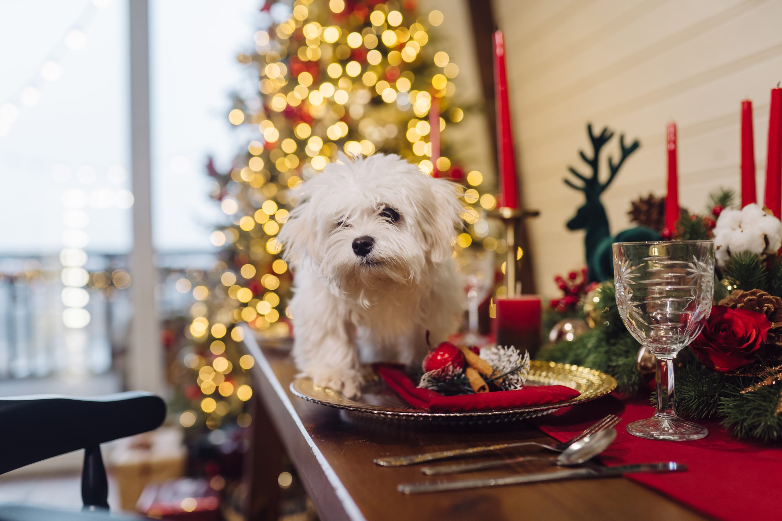 Ceia de Natal pode fazer mal para pets
