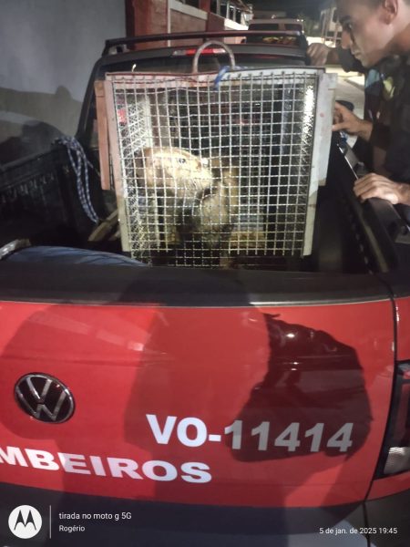 capivara em gaiola na caçamba de caminhonete dos bombeiros após resgate