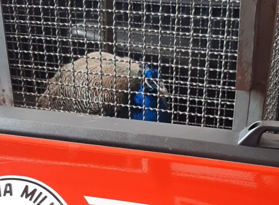 Pavão estava no telhado de uma residência em Caraguá