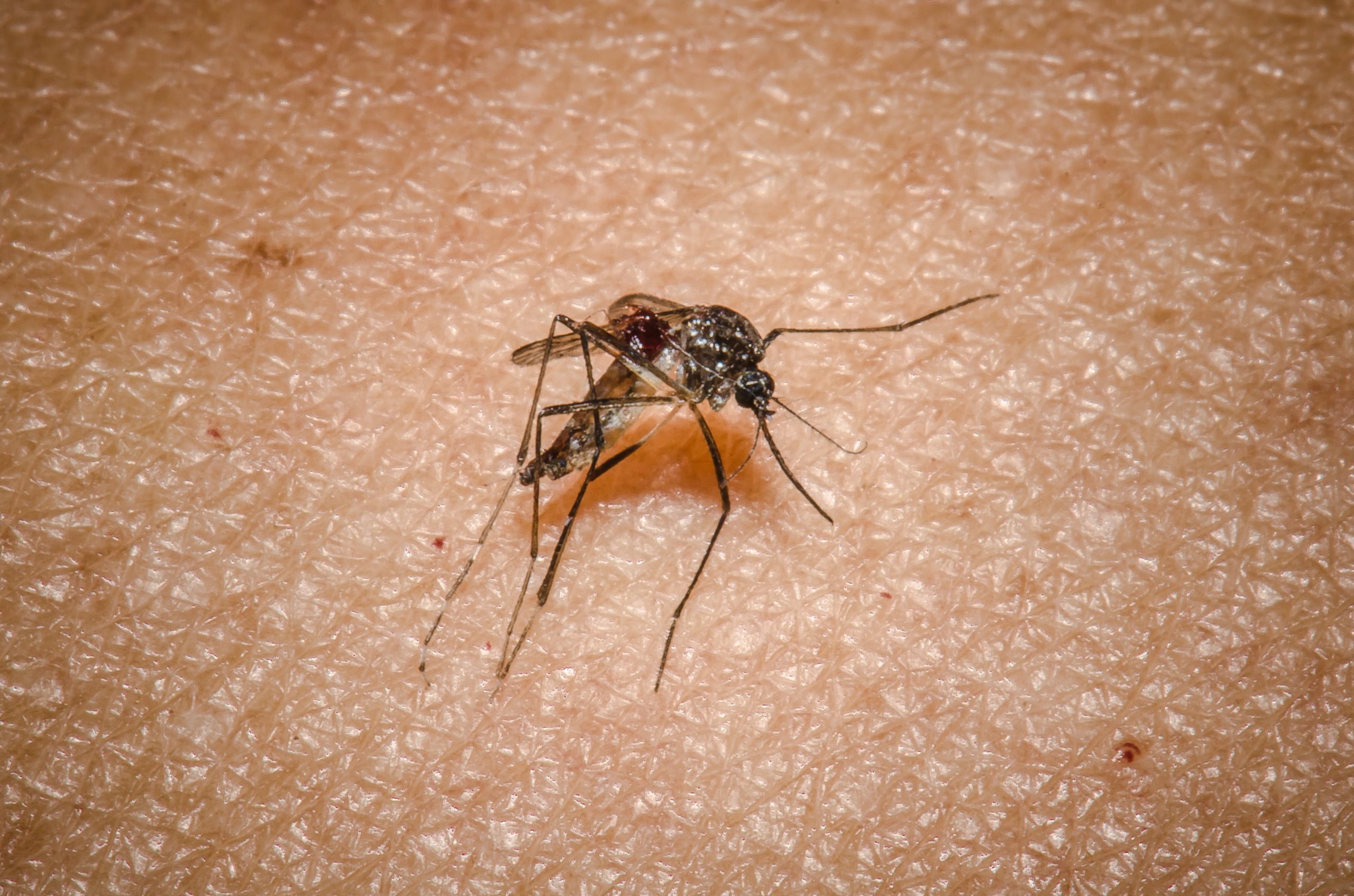 mosquito da dengue em pele humana