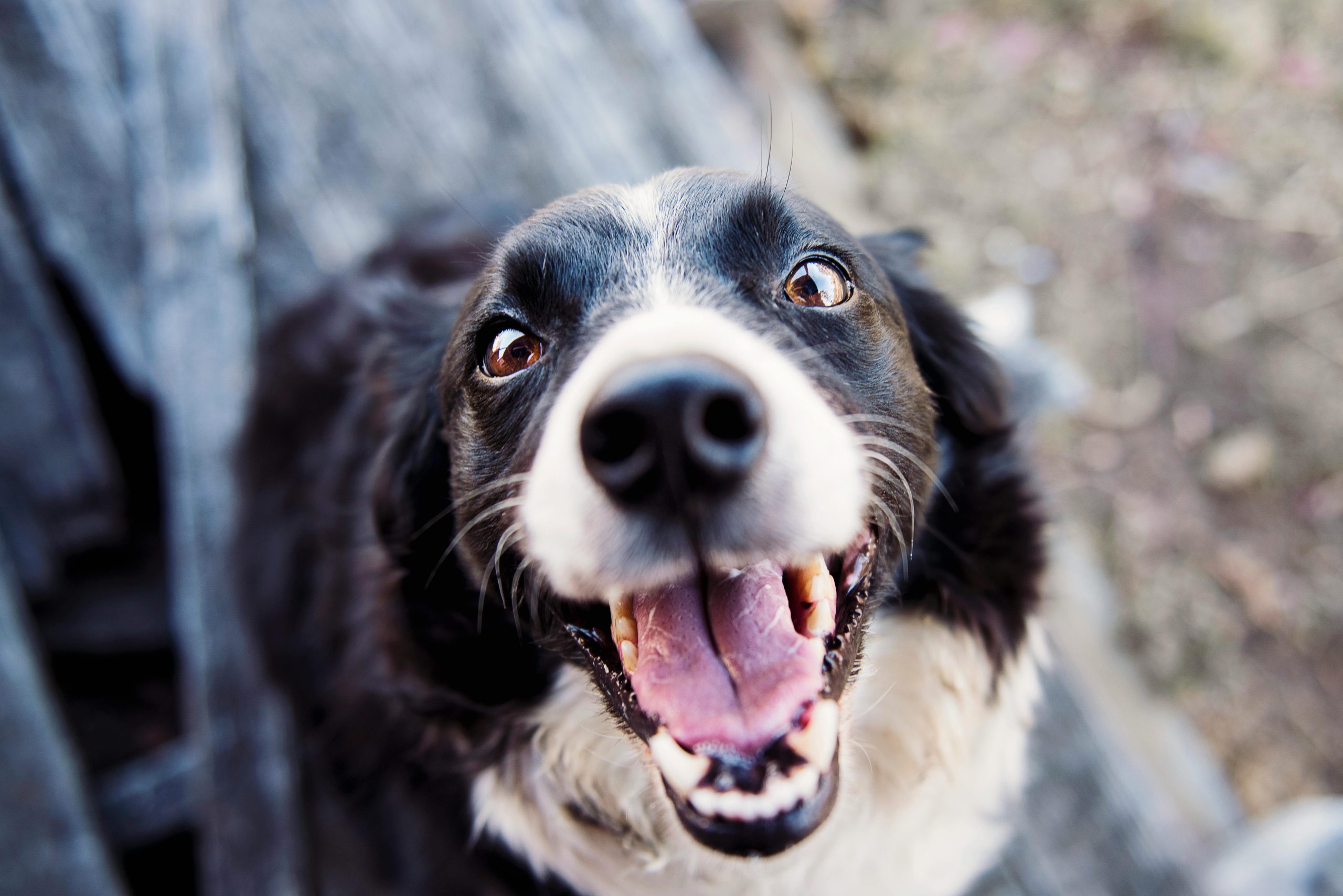 Tutores poderão fazer Cadastro Nacional dos pets já a partir deste mês 