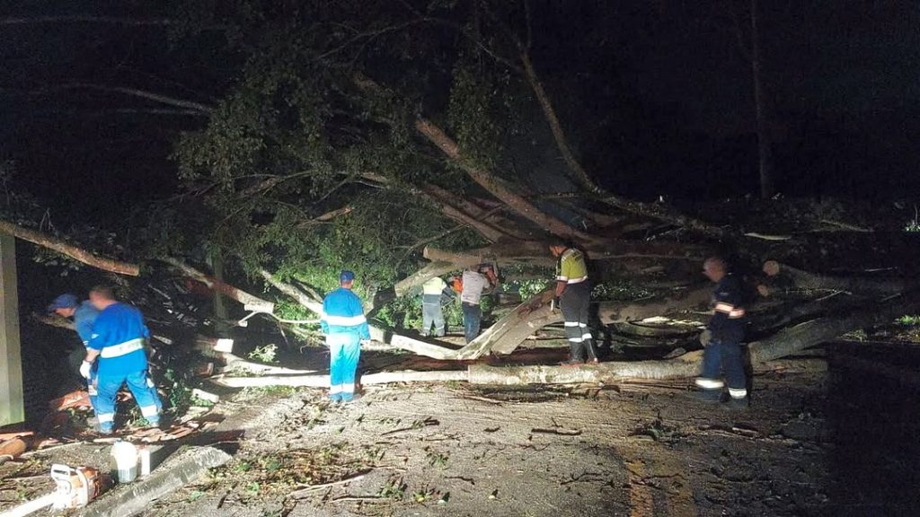 Mais de 30 ocorrências de quedas de árvores e galhos foram registradas após chuva em SJC