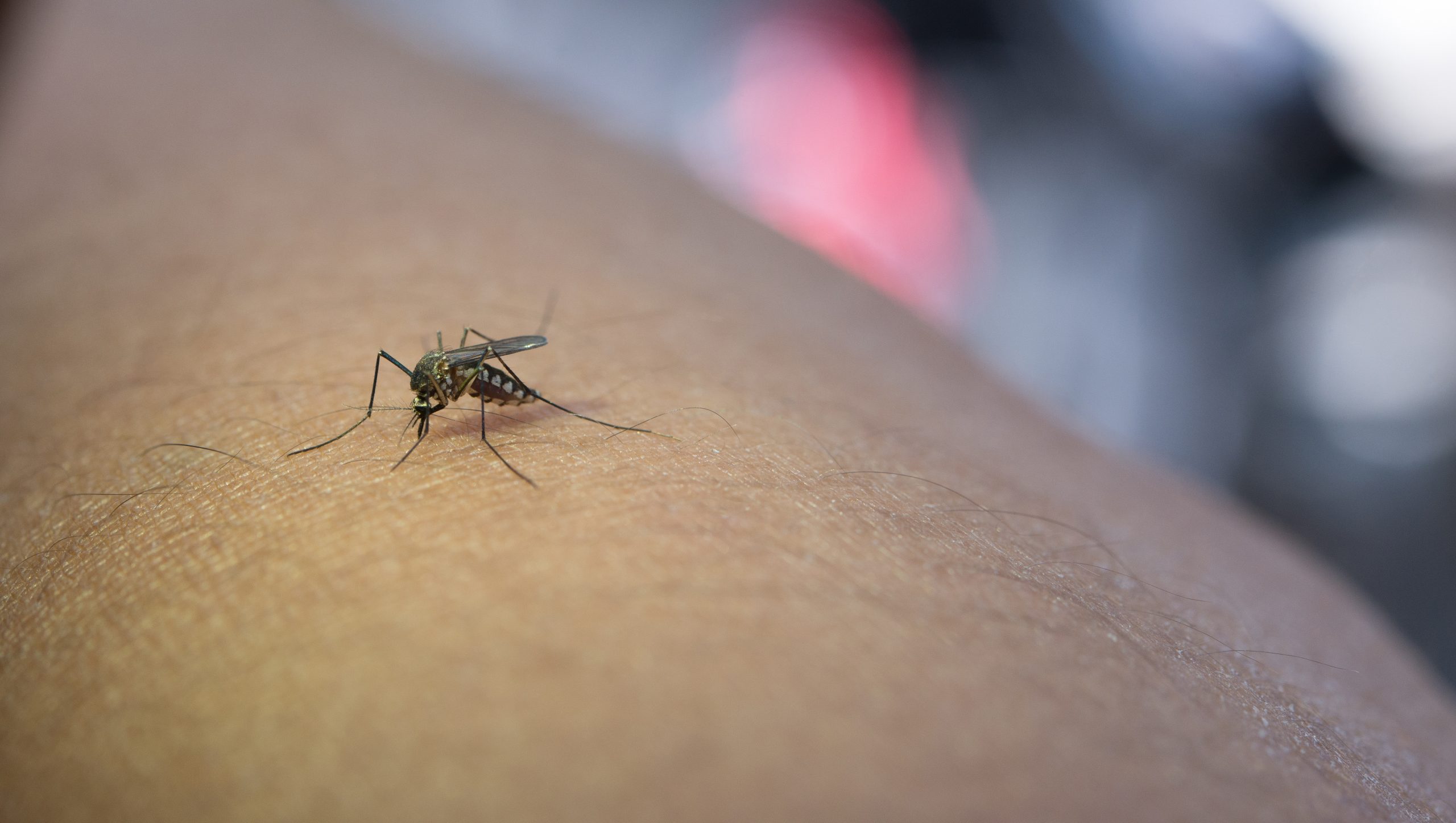 Dengue em Jacareí