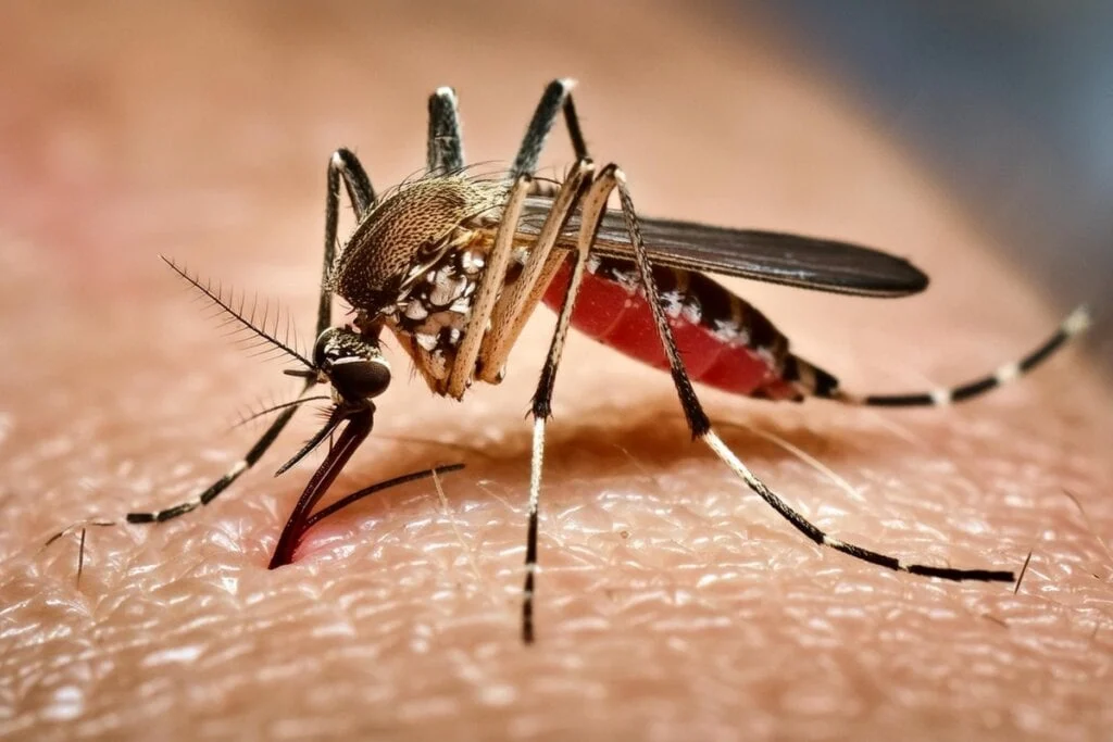 Mosquito transmissor da febre amarela; Caçapava registrou morte por doença no Vale do Paraíba