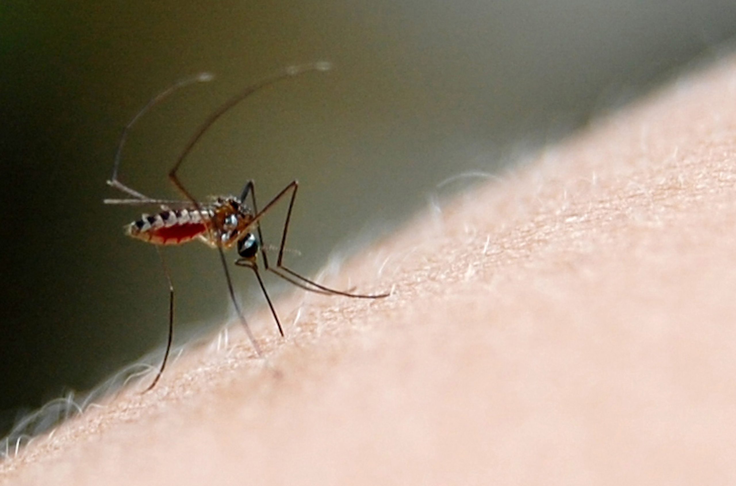 Macrofotografia de picada de mosquito para pesquisa ciêntífica com mosquito aedes aegypti