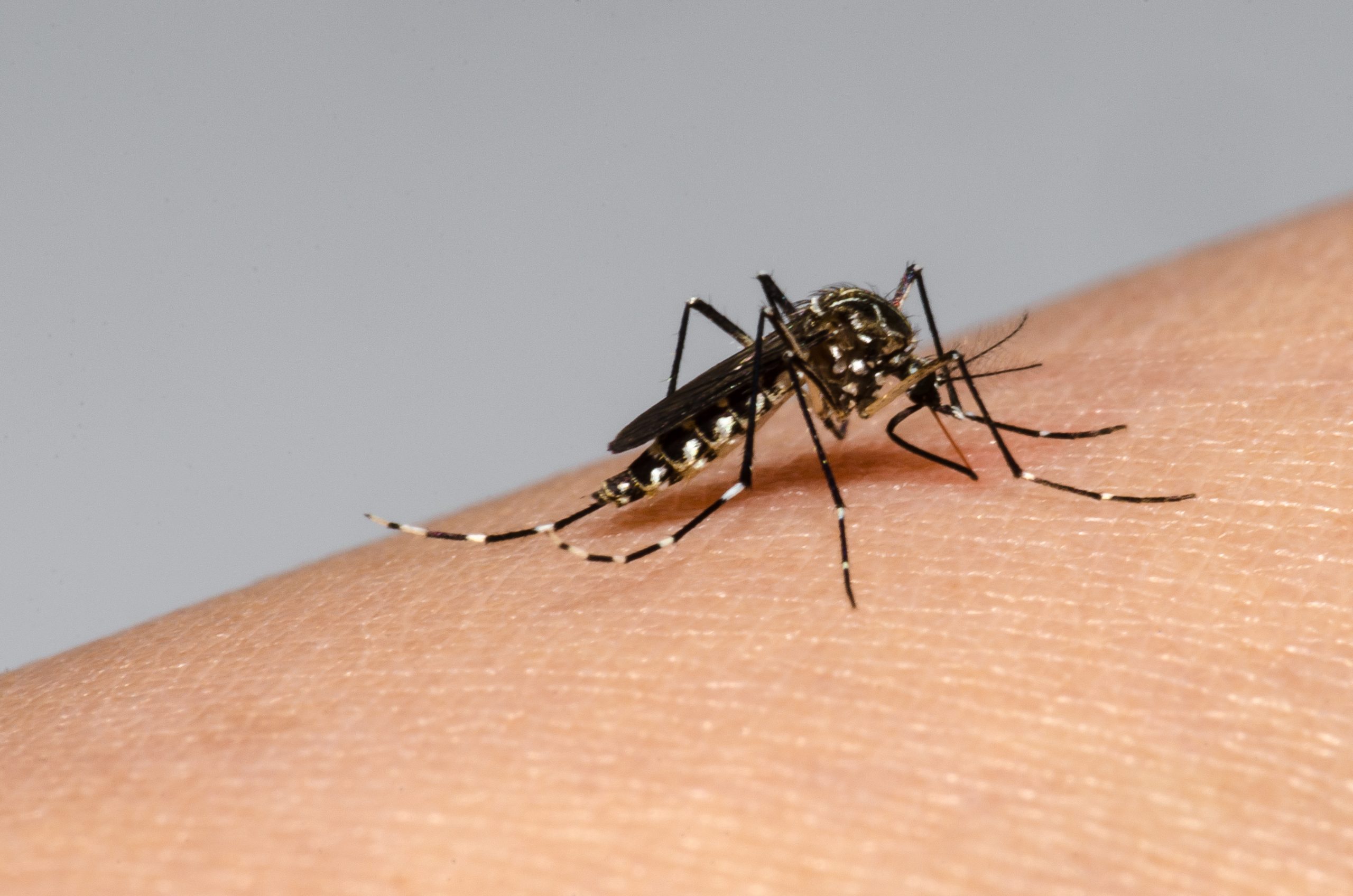 mosquito Aedes aegypti sobre pele de ser humano