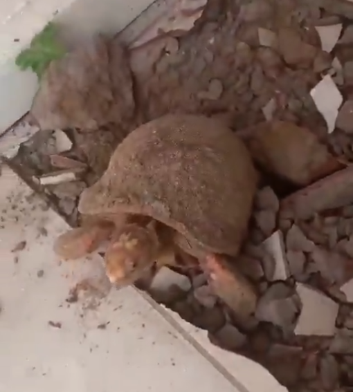 trecho de vídeo que mostra jabuti encontrado no piso da cozinha