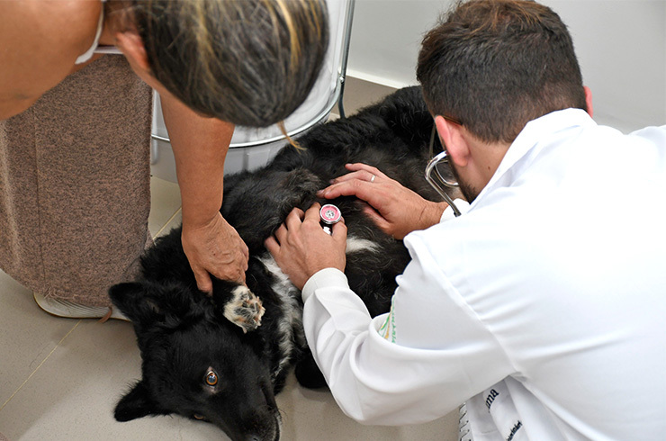 Atendimento na Clínica Veterinária da Unitau; que agora oferece vacinação apra cães e gatos em Taubaté