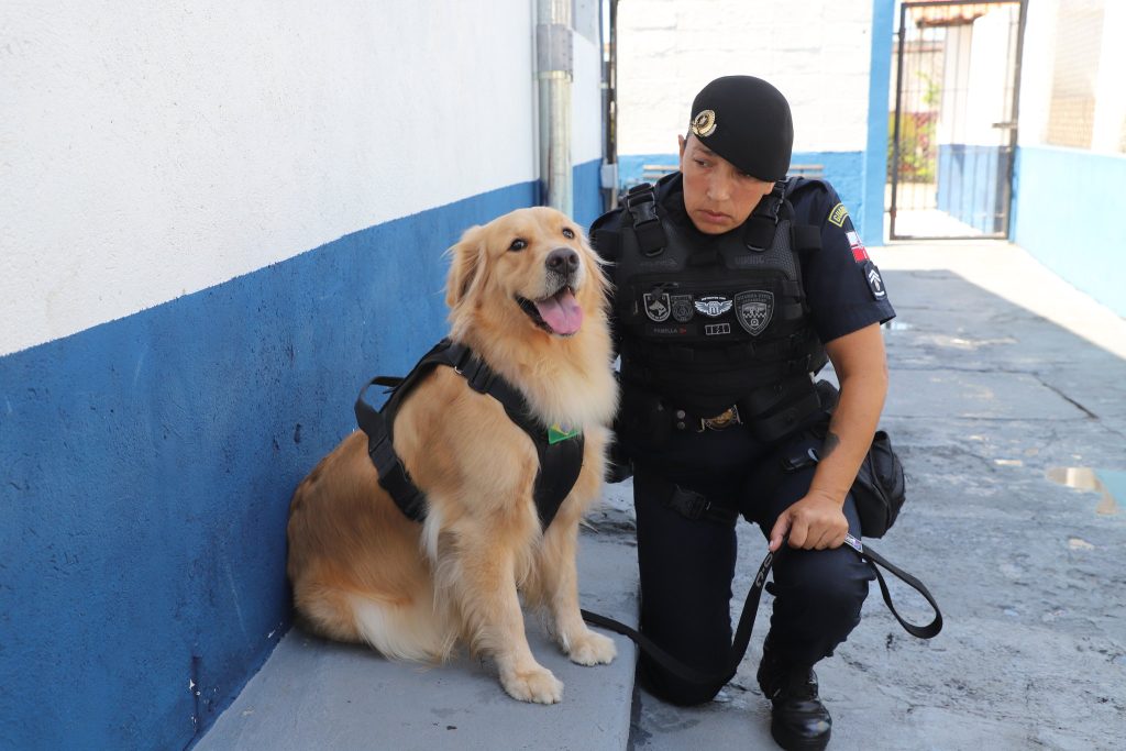 Golden Maju será responsável por participar de ações em escolas, hospitais e asilos de Jacareí