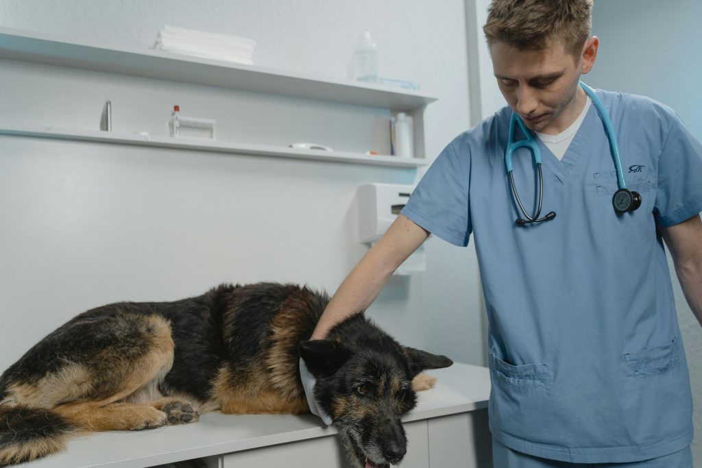 img-responsive Veterinário examinando cachorro ilustra matéria sobre criação de hospital público veterinário em Caçapava