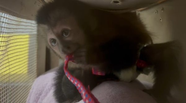 Dupla é presa com macaco-prego na Dutra, em Jacareí