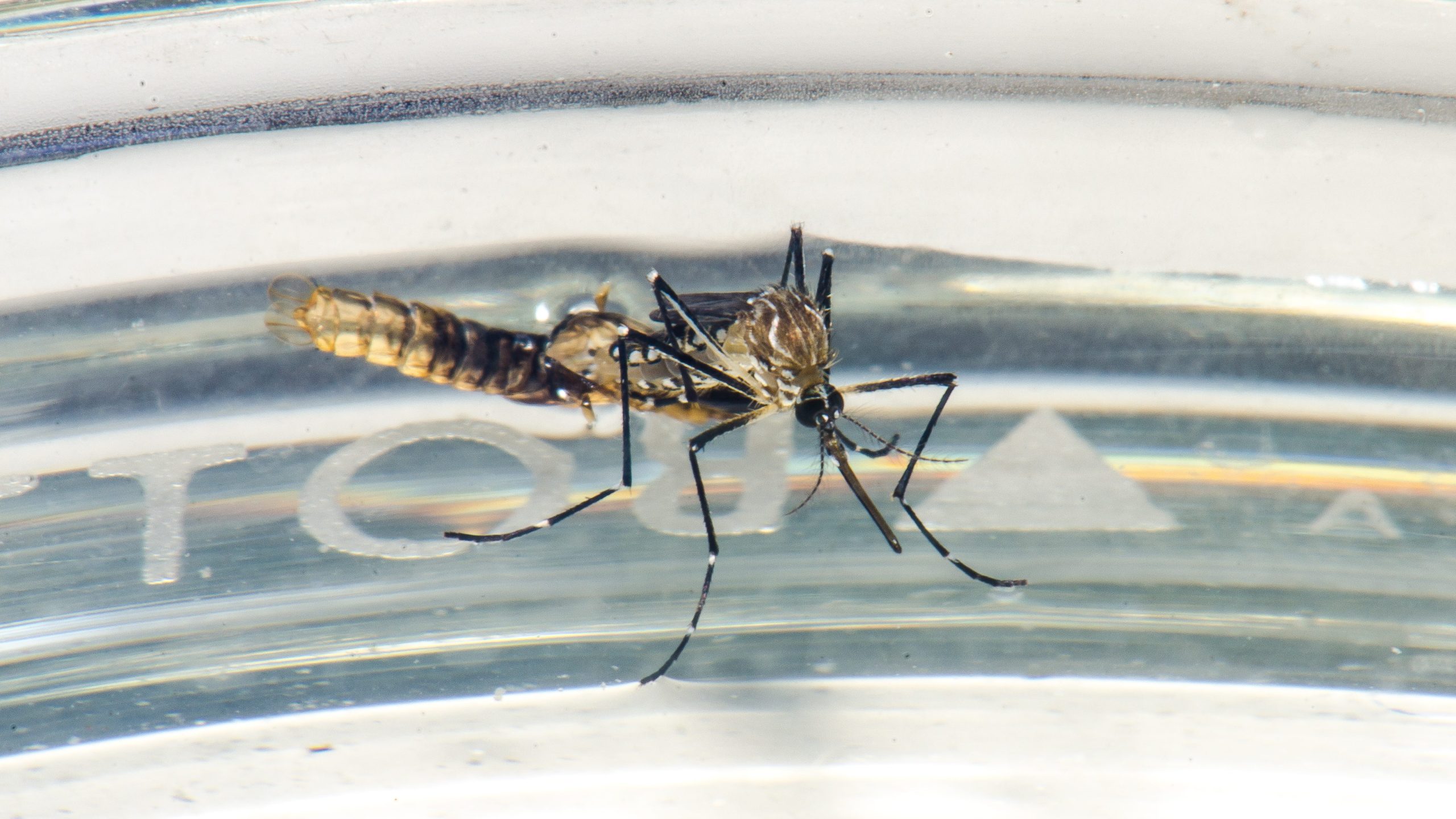 São José dos Campos confirma terceira morte por dengue em 2025