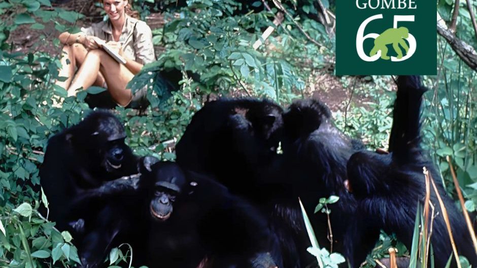 Jane Goodall e os chimpanzés em Gombe, na Tanzânia/Foto Divulgação Instituto Jane Goodall