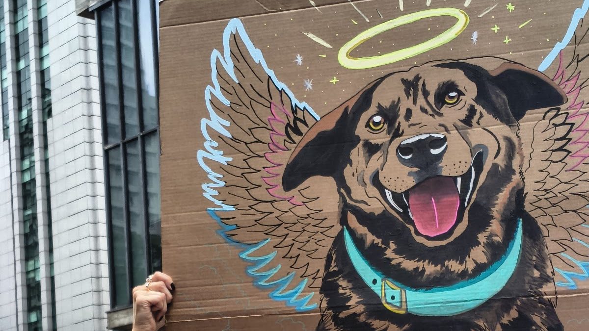 Basta de crueldade! Caso Orelha comove o país