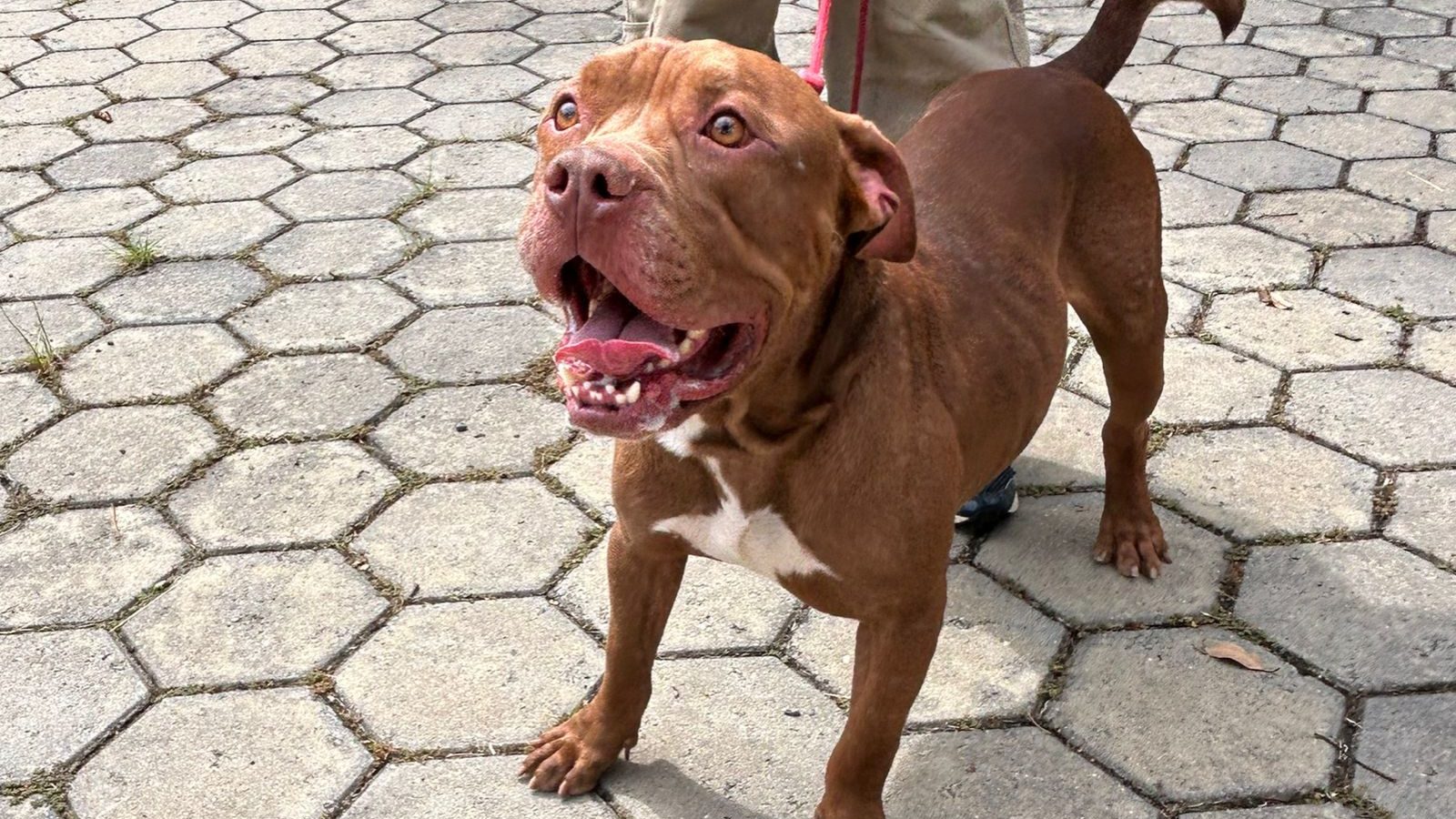 Abandonado no portão do canil, pitbull Toddy busca um lar amoroso em Jacareí
