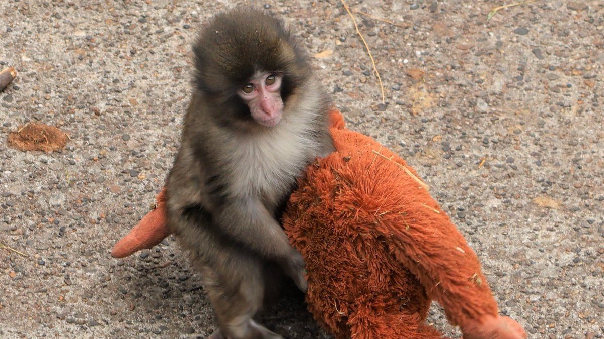 Eleitor vai ficar mais perdido que o macaco Punch