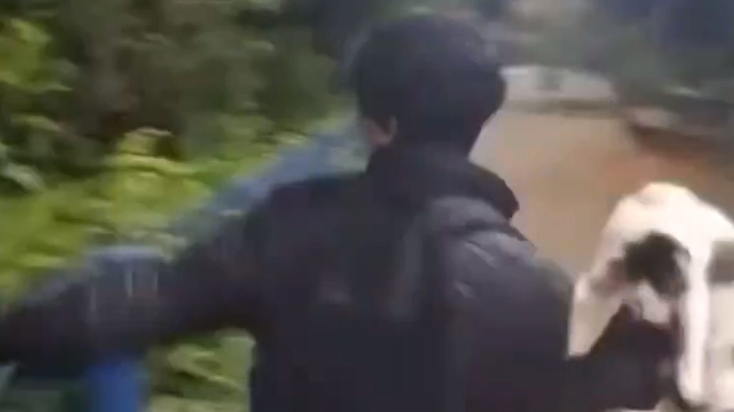 Adolescente é investigado por jogar gata no rio em São Luiz do Paraitinga; animal foi resgatado