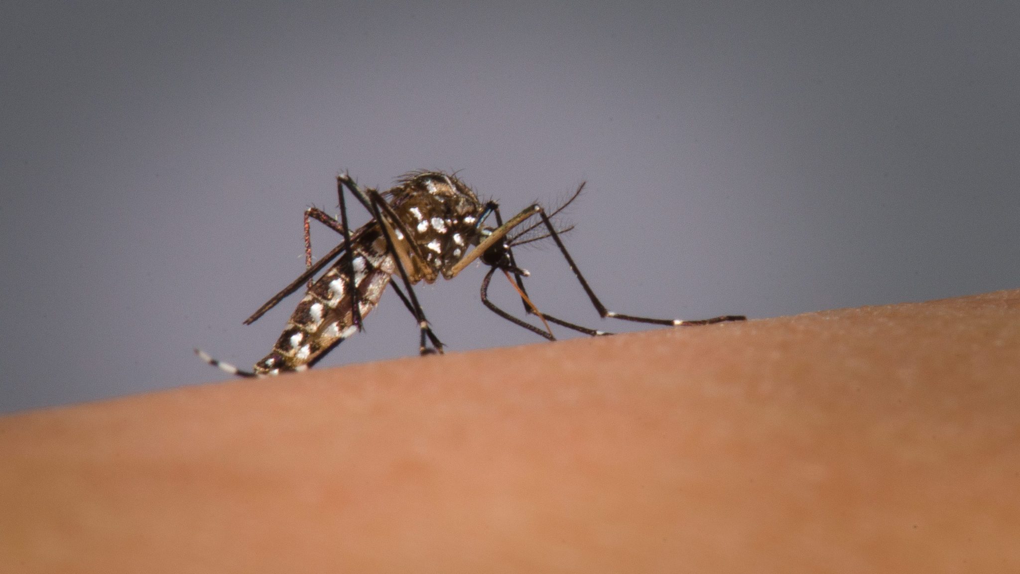 Taubaté decreta situação de epidemia de dengue; cidade tem 772 casos confirmados em 2026