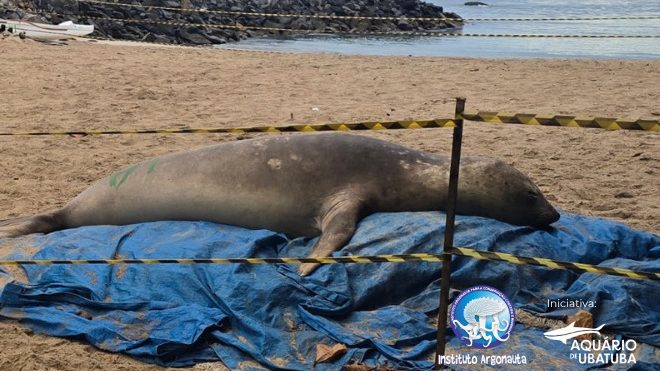 Elefante-marinho 'hospeda-se' em praias de São Sebastião e retorna ao mar após monitoramento