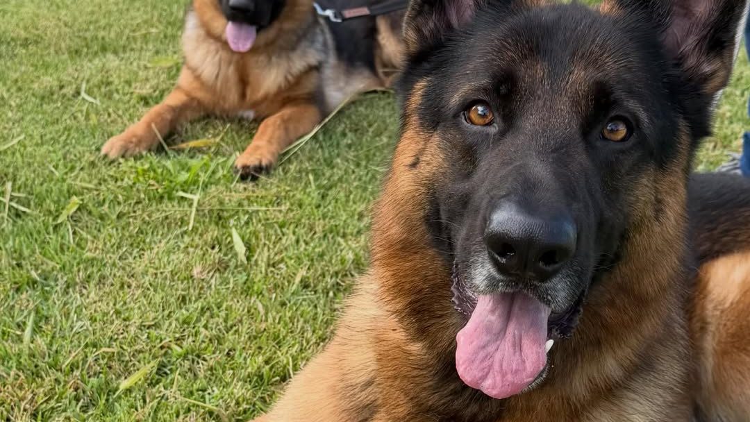 Associação abre vagas para curso gratuito de socialização de cães de grande porte em São José