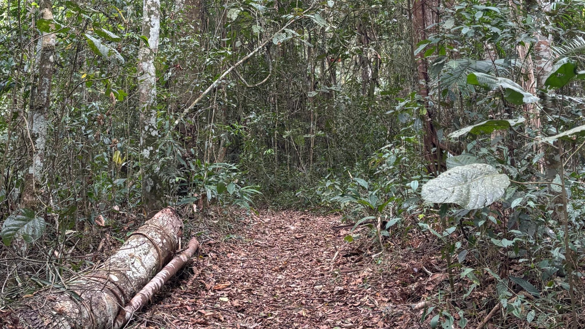 Licitação do Horto Florestal de SJC fracassa e parque segue fechado; Prefeitura vai ajustar modelo